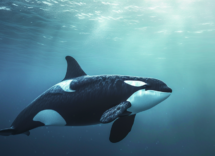 x consigli per proteggere i mammiferi marini giornata mondiale della protezione dei mammiferi marini