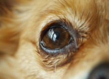Cómo limpiar los ojos de un perro