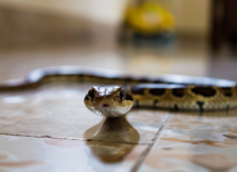cosa significa sognare un serpente che ti segue