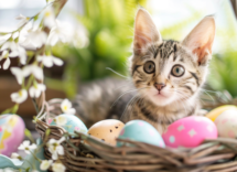 pasqua con i gatti le ricette