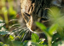 perche alcuni gatti adorano lerba gatta e altri no