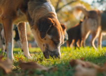 perche il mio cane annusa il sedere degli altri cani