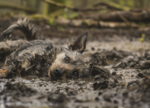 perche il mio cane si rotola dove non dovrebbe