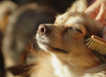 quante volte bisogna spazzolare il cane