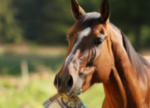quanto costa al mese mantenere un cavallo