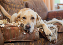 che danni fanno i cani