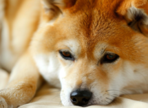 cosa significa quando un cane ha i testicoli gonfi