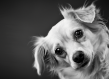 i cani capiscono le differenze fra le lingue