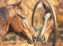 i cavalli si riconoscono allo specchio