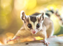 perche il petauro dello zucchero trema