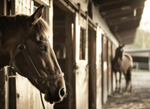 come attirare lattenzione di un cavallo