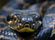 cosa significa sognare serpenti a pezzi