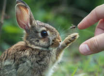 cosa succede se una zanzara punge un coniglio