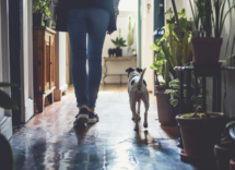 ¿Qué significa que tu perro siempre te sigue?