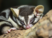 dove dorme il petauro dello zucchero