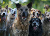 giornata dei cani senza razza 5 curiosita