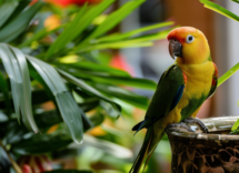 giornata dei pappagalli 5 curiosita