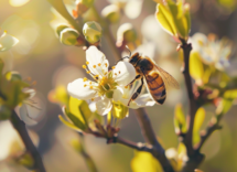 giornata delle api 5 curiosita