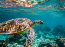 giornata delle tartarughe 5 curiosita