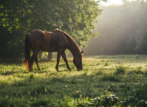¿Los caballos son herbívoros?