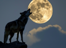 perche il lupo ulula alla luna
