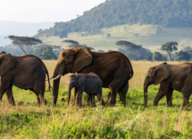 quali animali non si ammalano di tumore