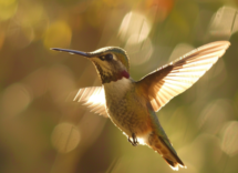 quali sono gli animali porta fortuna