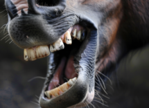 quanti denti ha un cavallo