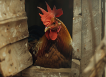 quanti peni ha il gallo