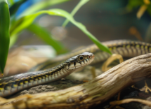 5 serpenti piccoli e facili da curare