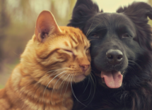 che cosa vuol dire pet friendly