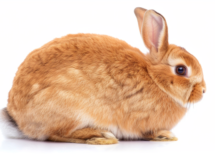 contentcreativestudio a pet rabbit with a swollen belly 8d3aac9f 9bff 4026 abce 07fe366c4ebf