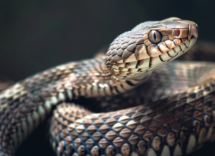 contentcreativestudio a real photo of a snake slithers 13e43c5d fd35 42dd 8a8d e5abc938774c