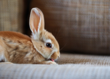 cosa succede se il coniglio lecca lantiparassitario