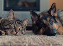 esistono animali sordi e ciechi