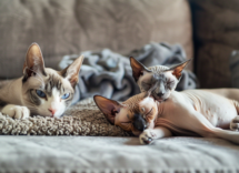 i gatti piu affettuosi del mondo lelenco