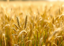 Strategie per diminuire l'uso di antibiotici negli animali