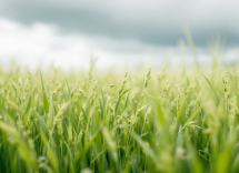 Giovane trovato morto a Monte Sant’Angelo in circostanze misteriose