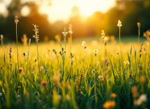 Cane Whippet in corsa nel parco