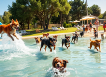 descubre los aquaparks mas divertidos para tu perro en espana 1750663806
