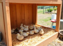 como crear un ambiente ideal para tus pollitos recien llegados python 1754113263