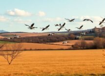 los mejores destinos en italia para observar la migracion de gruas 1764477339