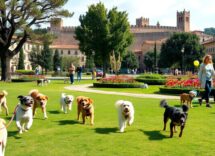 lucca la ciudad mas amigable para mascotas en europa 1768391097